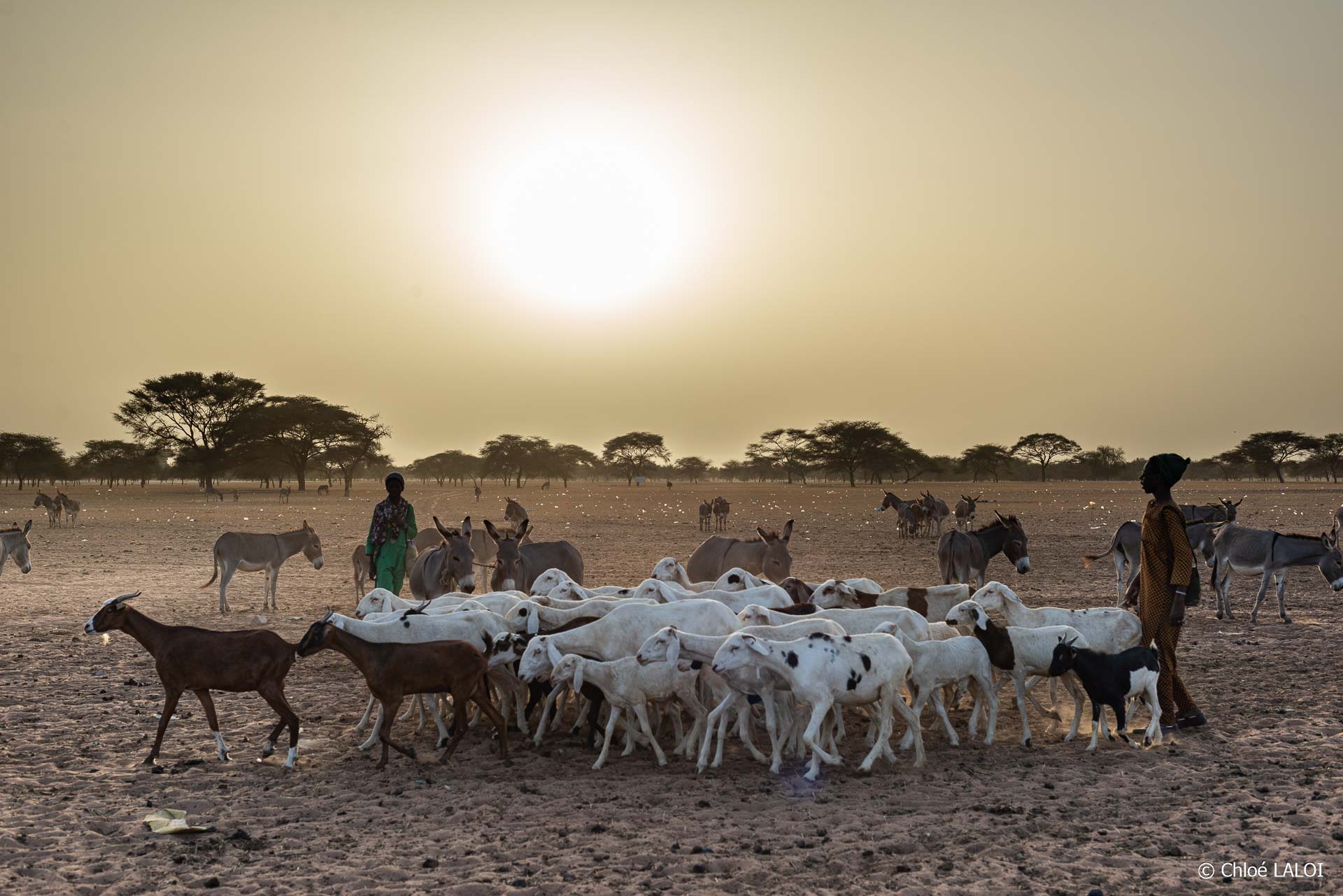 l’enchassement normatif des evidences environnementales : les controverses sur le rechauf-fement climatiques en Afrique