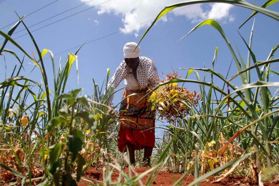 Quality issues in Smallholder Agriculture of Low-income Countries