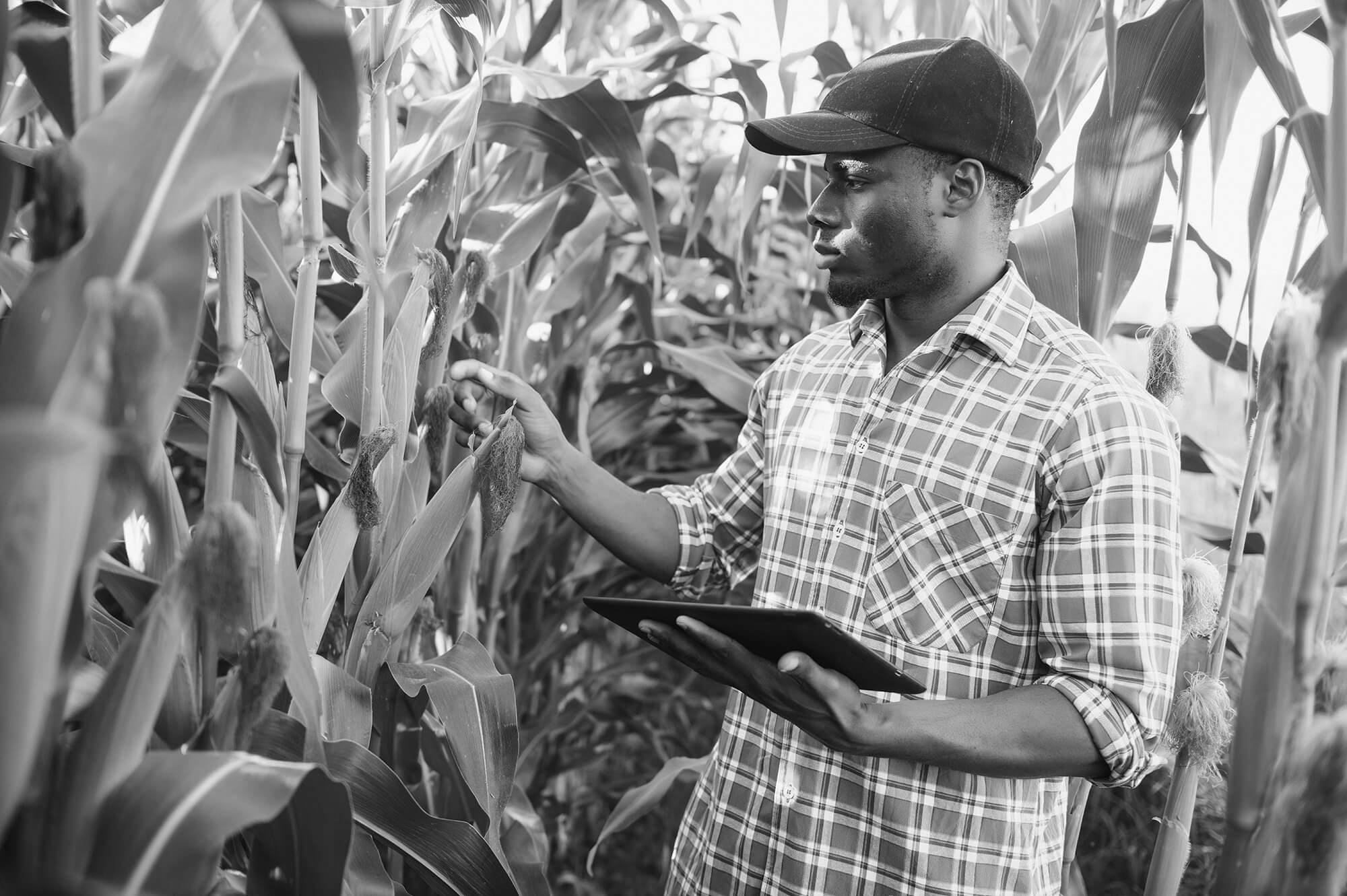 Agrifood<br />
systems